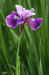 Image showing Beautiful iris flower