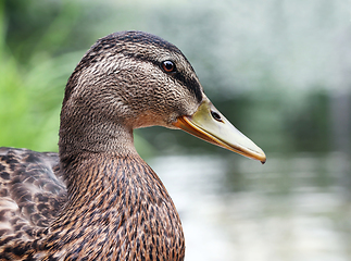 Image showing Beautiful wild duck