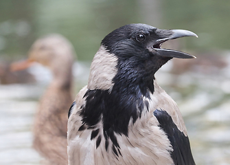 Image showing Hooded crow close up