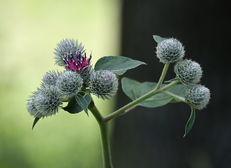 Image showing Greater burdock flowers