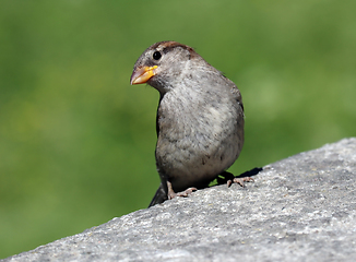 Image showing Female House Sparrow