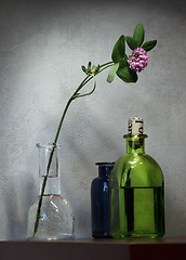 Image showing Still life with Red Clover