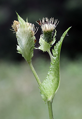 Image showing Cabbage thistle flower