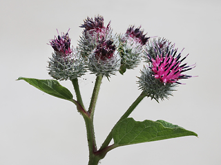 Image showing Greater burdock flowers