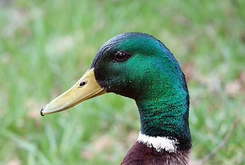 Image showing Beautiful wild duck