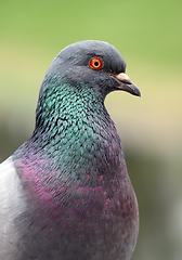 Image showing Beautiful common pigeon