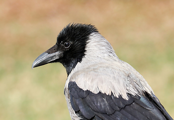 Image showing Young hooded crow