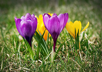 Image showing Purple and yellow crocus flowers