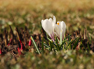 Image showing White crocus flowers