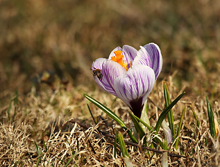 Image showing Crocus flower and small bee