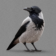 Image showing Young Hooded Crow