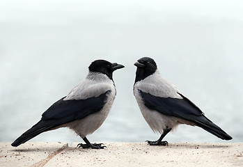 Image showing Two hooded crows