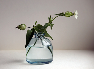 Image showing Bladder campion flowers