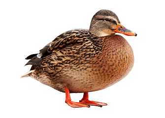 Image showing Female wild duck