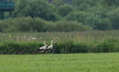 Image showing White Stork in meadow and bird watching tower