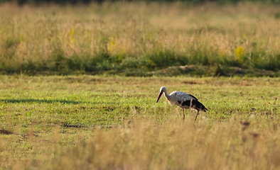 Image showing White Stork in meadow