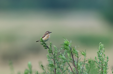 Image showing Whinchat (Saxicola rubetra) on wild heliotrope in summer