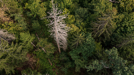 Image showing Diagonall view of coniferous tree stand