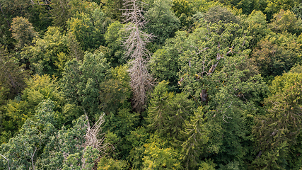 Image showing Diagonall view of coniferous tree stand