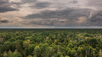 Image showing Polish part of Bialowieza Forest to west