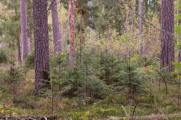 Image showing Coniferous tree stand of Bialowieza Forest in autumn