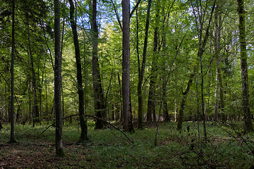 Image showing Deciduous stand with hornbeams and oaks