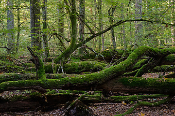 Image showing Old natural deciduous stand in autumn