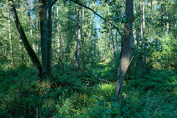 Image showing Old natural deciduous stand in autumn