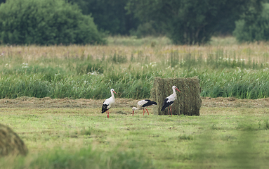 Image showing White Stork in meadow