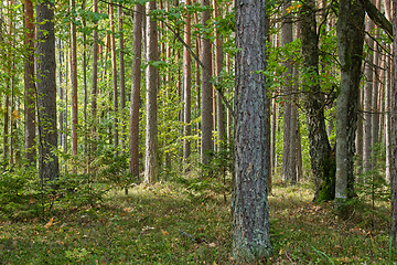 Image showing Coniferous tree stand of Bialowieza Forest in autumn