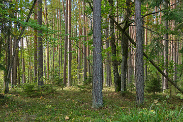 Image showing Coniferous tree stand of Bialowieza Forest in autumn