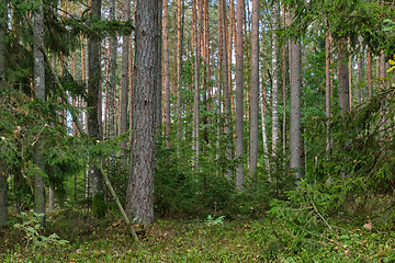 Image showing Coniferous tree stand in autumn