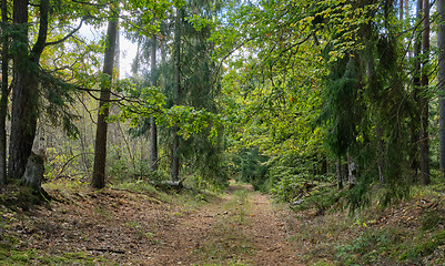 Image showing Deciduous stand with hornbeams and oaks