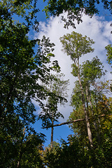 Image showing Trees against blue sky in fall