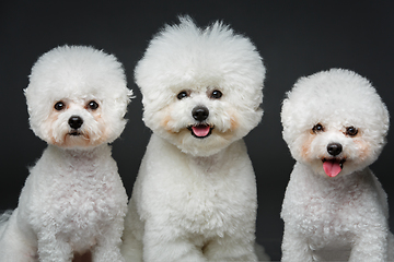 Image showing beautiful bichon frisee dogs
