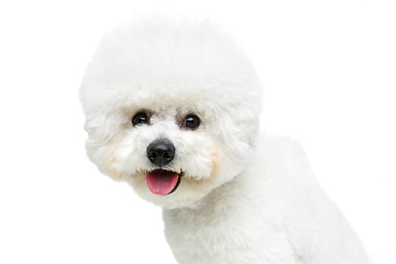 Image showing beautiful bichon frisee dog