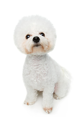 Image showing beautiful bichon frisee dog