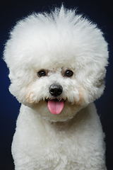 Image showing beautiful bichon frisee dog