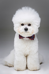 Image showing beautiful bichon frisee dog