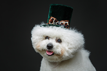 Image showing beautiful bichon frisee dog in cute hat