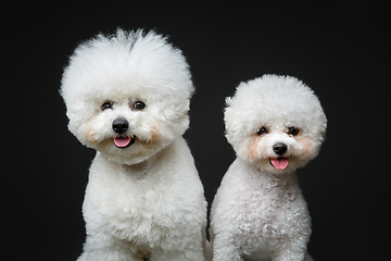 Image showing beautiful bichon frisee dogs