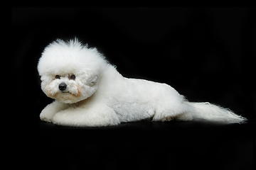 Image showing beautiful bichon frisee dog