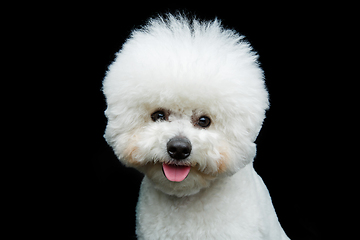 Image showing beautiful bichon frisee dog