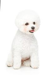 Image showing beautiful bichon frisee dog