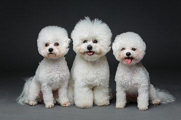 Image showing beautiful bichon frisee dogs