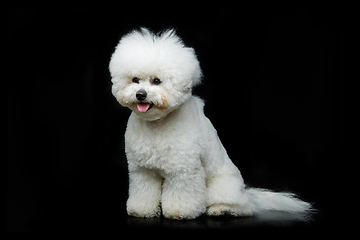 Image showing beautiful bichon frisee dog