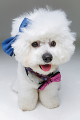 Image showing beautiful bichon frisee dog in bowties