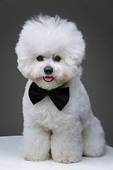 Image showing beautiful bichon frisee dog in bowtie