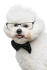 Image showing beautiful bichon frisee dog in bowtie and glasses