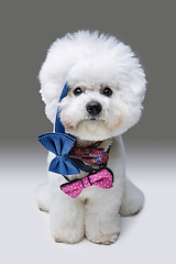 Image showing beautiful bichon frisee dog in bowties